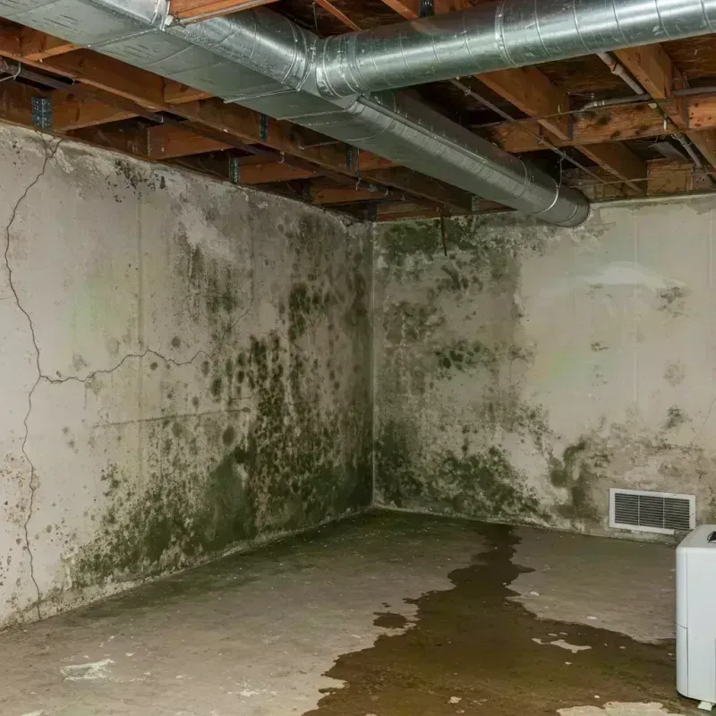 Professional Mold Removal in Crest Hill, IL